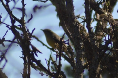 Stigmatura budytoides