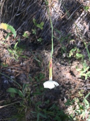 Dianthus cretaceus