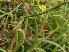 Coincya monensis puberula