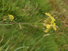 Coincya monensis puberula