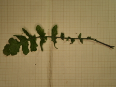 Coincya monensis puberula