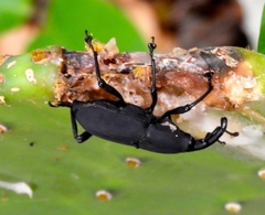 Cactophagus spinolae validus