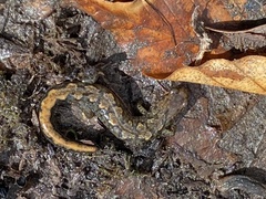 Desmognathus carolinensis