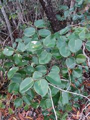 Phyllanthus montrouzieri