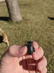 Stenomorpha tenuicollis