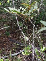 Lepidocupania inoplea