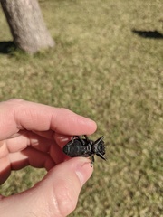 Stenomorpha tenuicollis