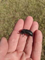 Stenomorpha tenuicollis