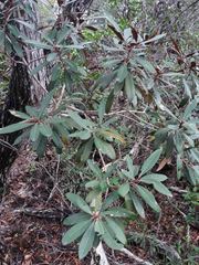 Acridocarpus austrocaledonicus