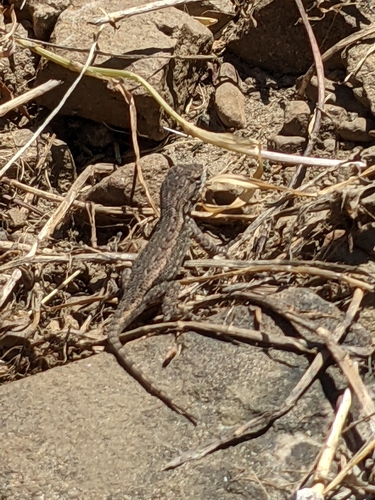 iNaturalist observation photo of Western Fence Lizard