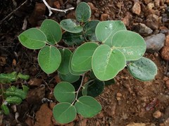 Phyllanthus montrouzieri