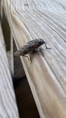 Chalcophora virginiensis