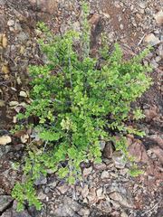 Cyclophyllum tieaense