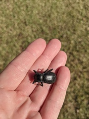 Stenomorpha tenuicollis