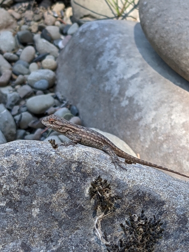 iNaturalist observation photo of Western Fence Lizard