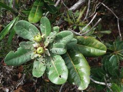 Xanthostemon ferrugineus