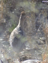 Nothoprocta pentlandii