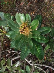 Xanthostemon ferrugineus