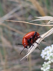 Leptinotarsa rubiginosa