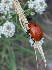 Leptinotarsa rubiginosa