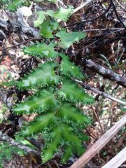 Lygodium reticulatum