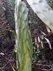 Flagellaria
