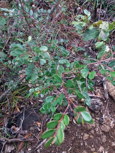 Phyllanthus buxoides observed 2021-07-07