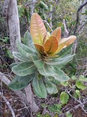 Xanthostemon ferrugineus