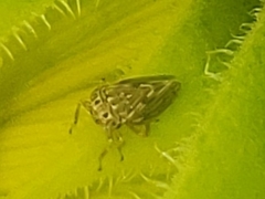 Agallia quadripunctata