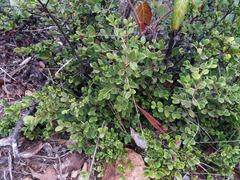 Cyclophyllum tieaense