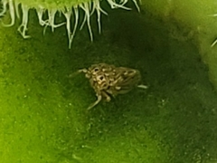 Agallia quadripunctata