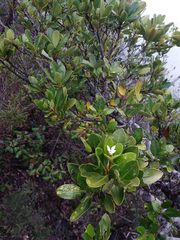 Ixora dzumacensis