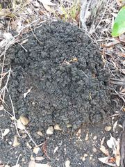 Microcerotermes novaecaledoniae