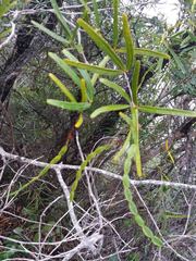 Arthroclianthus