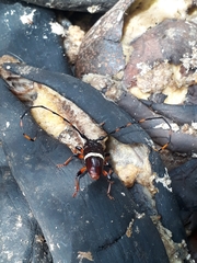 Trachyderes succinctus