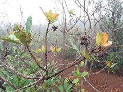 Metrosideros laurifolia
