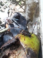 Trachyderes succinctus