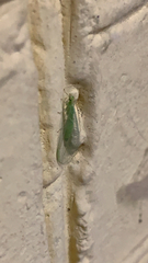 Chrysoperla carnea