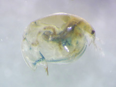 Eurycercus longirostris