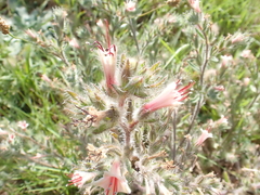 Echium asperrimum