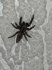 Marpissa muscosa