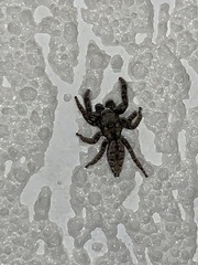 Marpissa muscosa