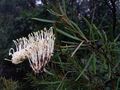 Grevillea exul