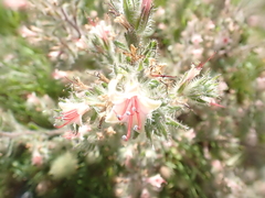 Echium asperrimum