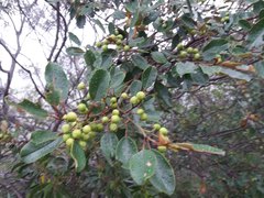 Alphitonia neocaledonica