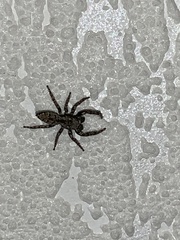 Marpissa muscosa
