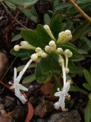 Oxera neriifolia