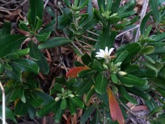 Scaevola montana