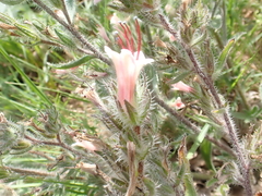 Echium asperrimum