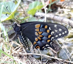 Papilio polyxenes